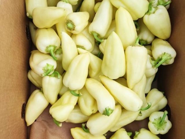 paprika beli šilja